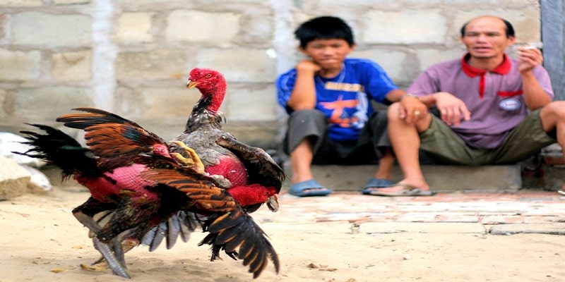 Bí quyết chơi đá gà thắng lớn